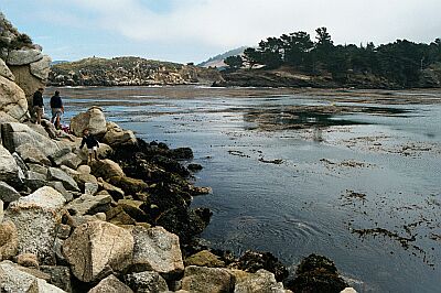 Whalers Cove (Point Lobos)