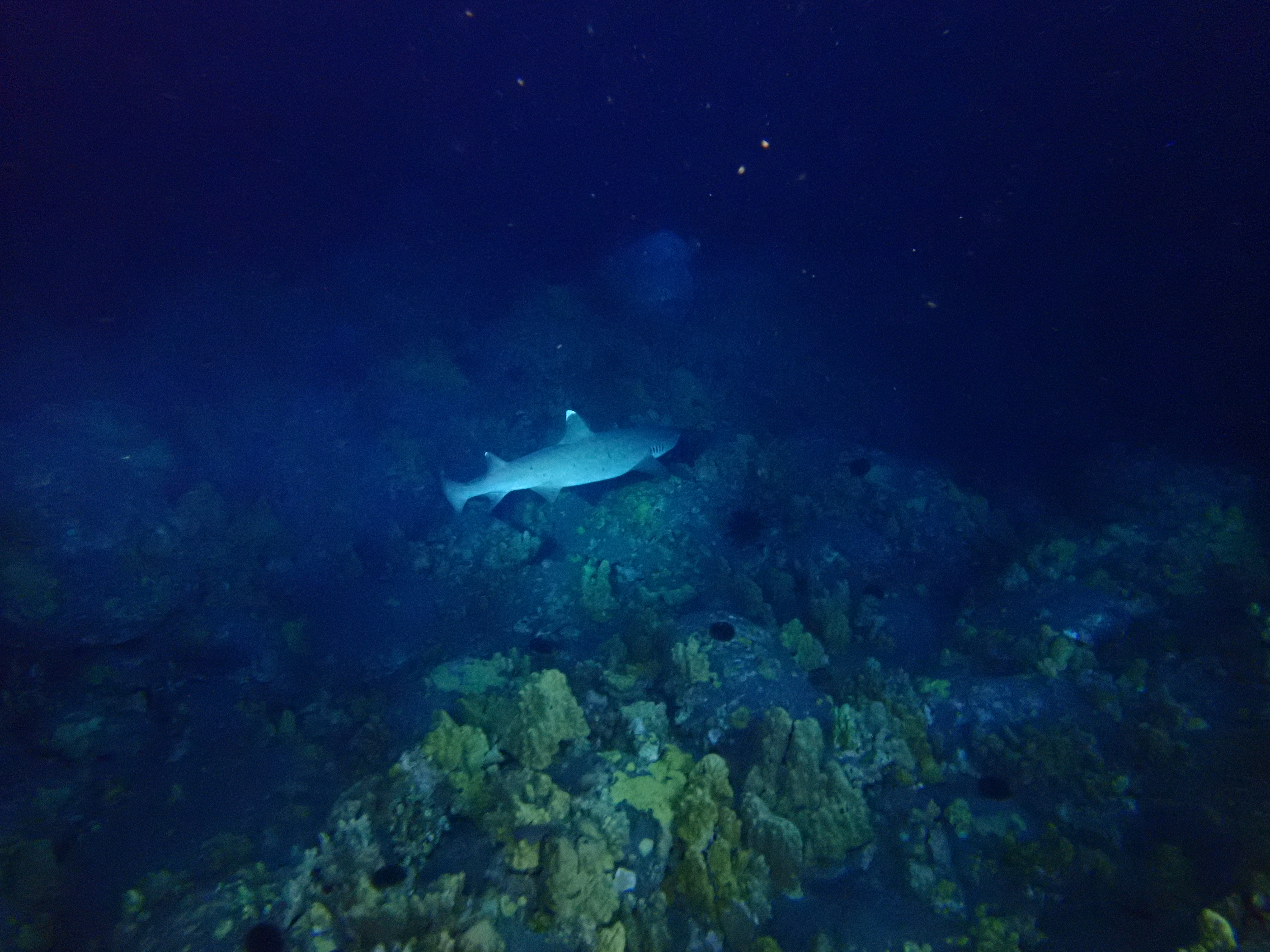 Garden Eel Cove / Manta Ray Heaven