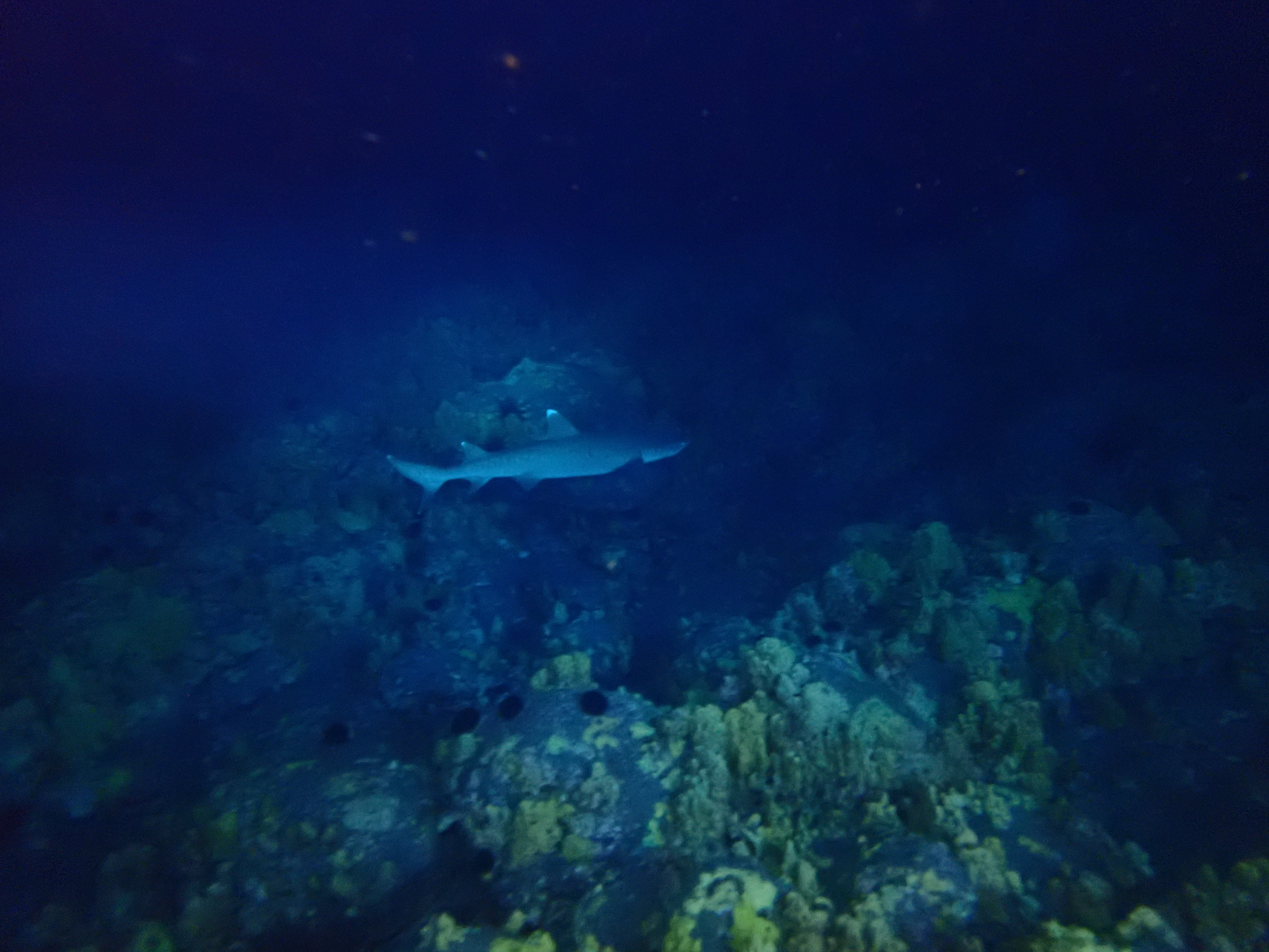 Garden Eel Cove / Manta Ray Heaven