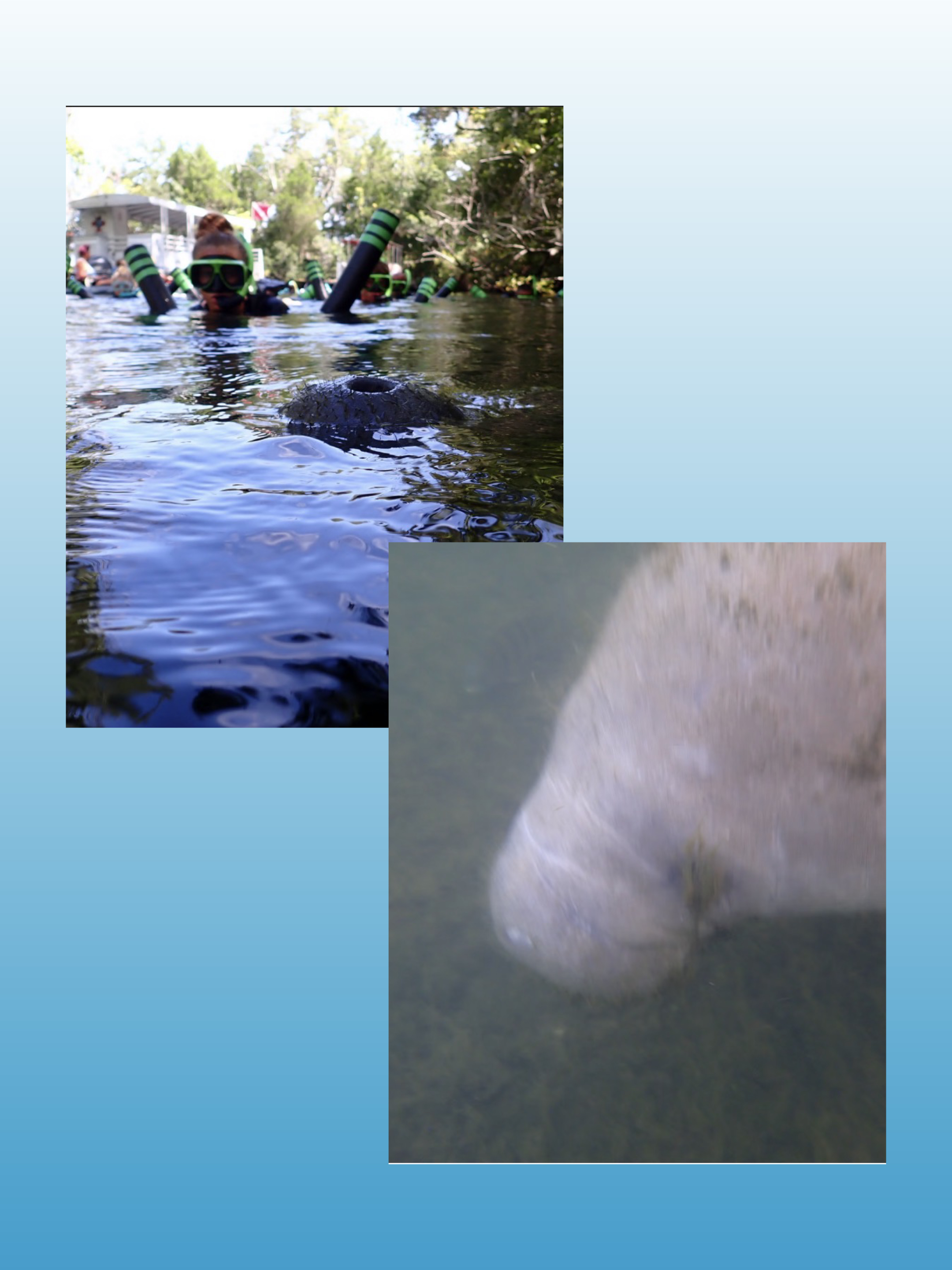 Crystal River - Three Sisters Springs